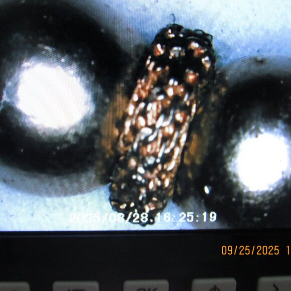 Vintage Ballencia necklace - Picture 7 of 7